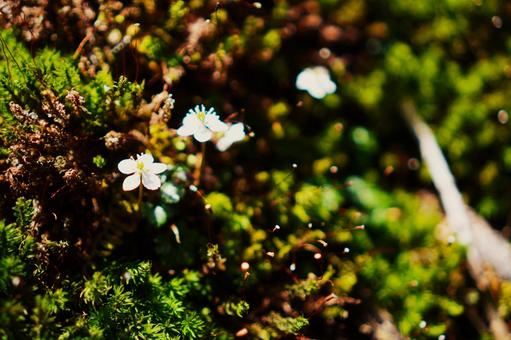 自然の中に白い花 自然の中に白い花の写真