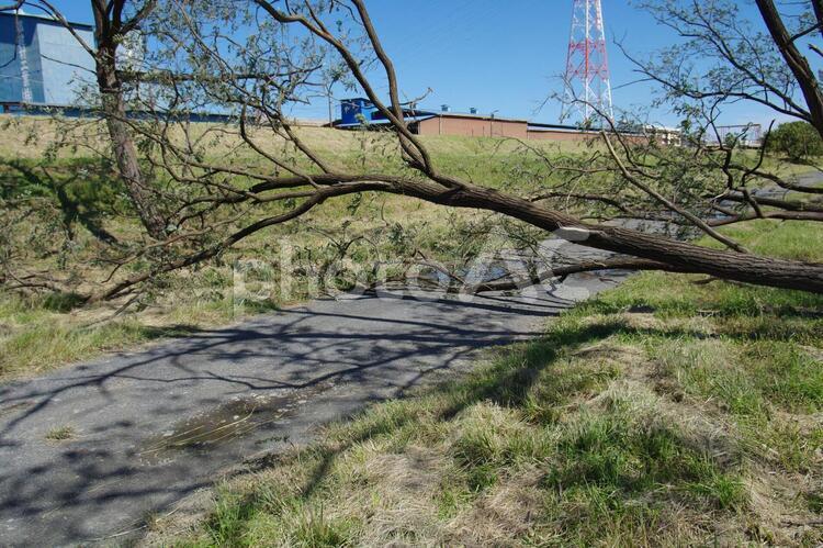台風による倒木 倒木,台風,強風の写真素材