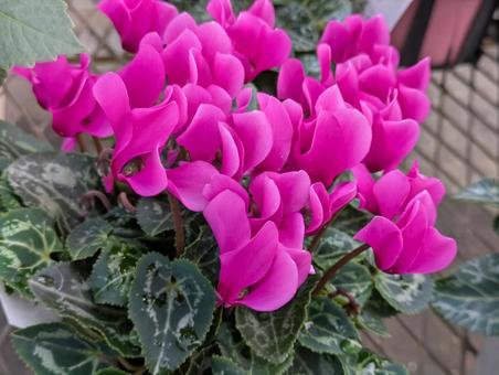 鮮やかなピンクのシクラメン シクラメン,花,フラワーの写真素材