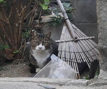 顔出ししながら 猫,動物,catの写真素材