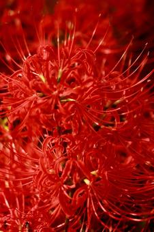 曼殊沙華 曼殊沙華の写真