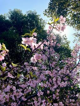 Photo, cherry-blossom viewing, cherry blossoms, sky, 