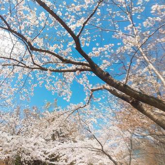桜 桜の写真