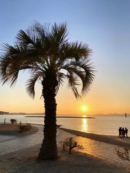 初日の出 ヤシの木,ビーチ,朝日の写真素材