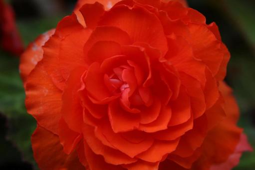 薔薇 薔薇の写真