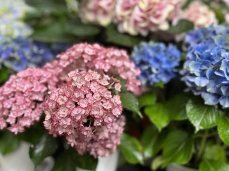 Hydrangea, JPG