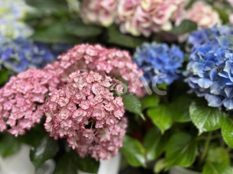 紫陽花 紫陽花,アジサイ,あじさいの写真素材