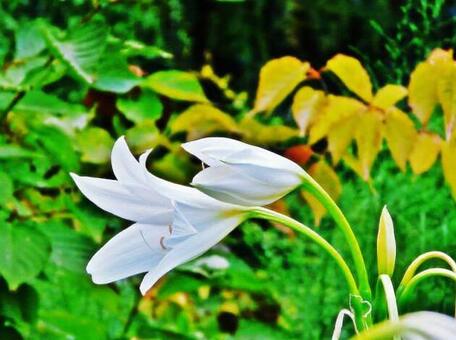 白い花 白い花の写真