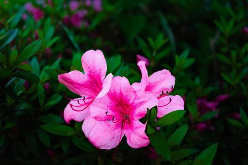暗闇で照らされるピンクの花 花,ピンク,暗闇の写真素材