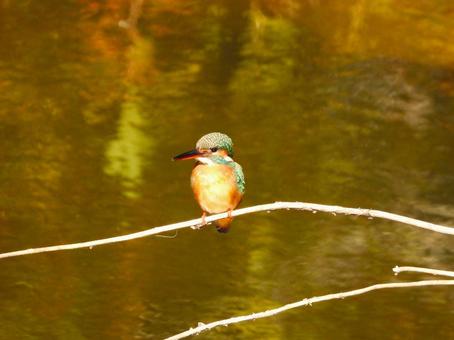 水面の上の細枝にとまるカワセミ2 カワセミ,鳥,鳥類の写真素材