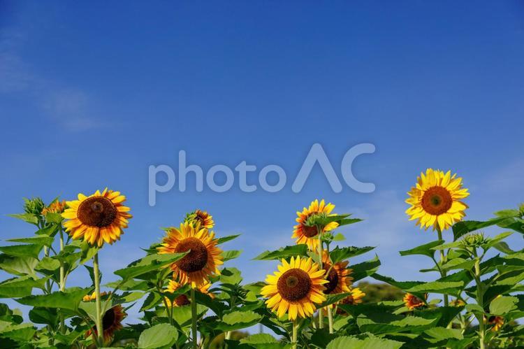 青空と満開のひまわり ひまわり,夏,花の写真素材