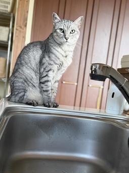 A cat begging for water from the tap!, JPG