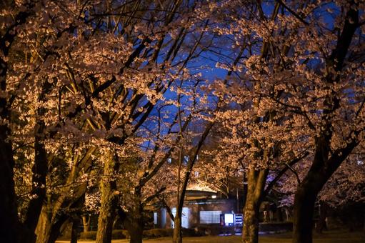 別所沼公園の夜桜 別所沼公園の夜桜 桜,夜桜,花見の写真素材