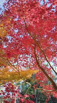 もみじ もみじ,紅葉,赤の写真素材