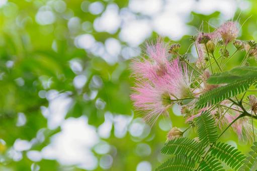 Silk Tree ⑷, JPG Silk Tree ⑷, JPG