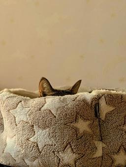 聞き耳ニャンコ 猫と暮らす,聞き耳,可愛いの写真素材