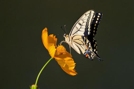 キバナコスモスとキアゲハ キバナコスモスとキアゲハ キアゲハ,黄揚羽,アゲハ蝶の写真素材