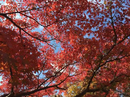 秋の紅葉 赤く色づいた楓の葉 秋の紅葉 赤く色づいた楓の葉の写真
