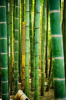 栃木県　竹林 栃木,栃木県,宇都宮市の写真素材