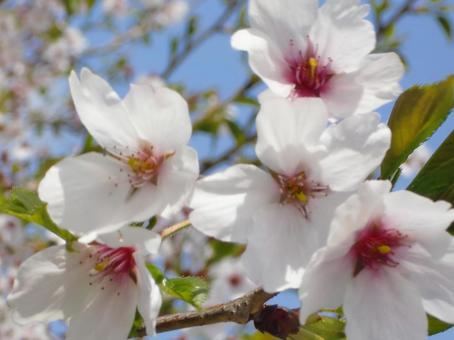 さくらのボケ背景-7の写真