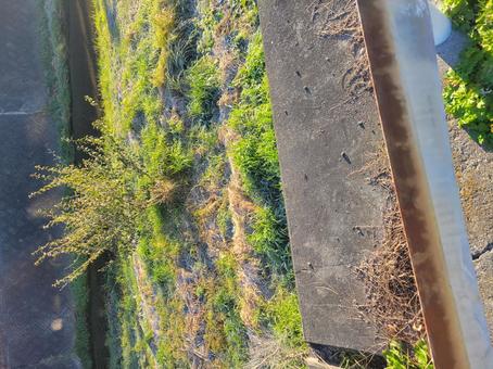 川の葉っぱ 川,太陽,日の写真素材