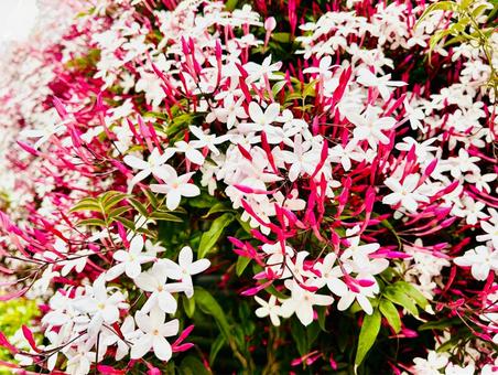 ジャスミンの写真