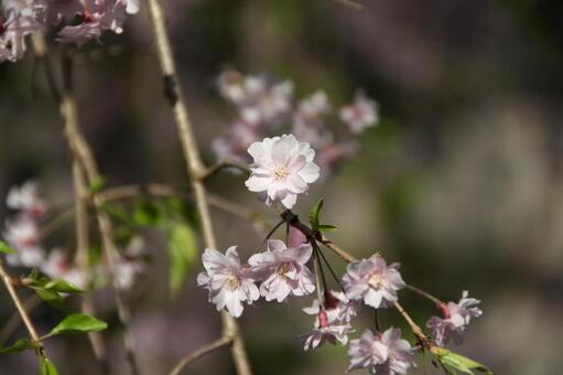 京都の桜の写真
