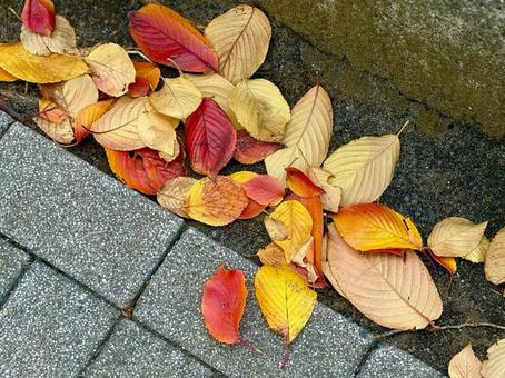 落ち葉 木,冬,風景の写真素材
