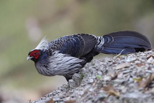 Photo, miyama hakkan (subspecies of lemon orange, citrus depressa), pheasant, male, 
