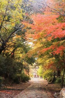秋の紅葉の背景 英彦山参道 紅葉,もみじ,秋の写真素材