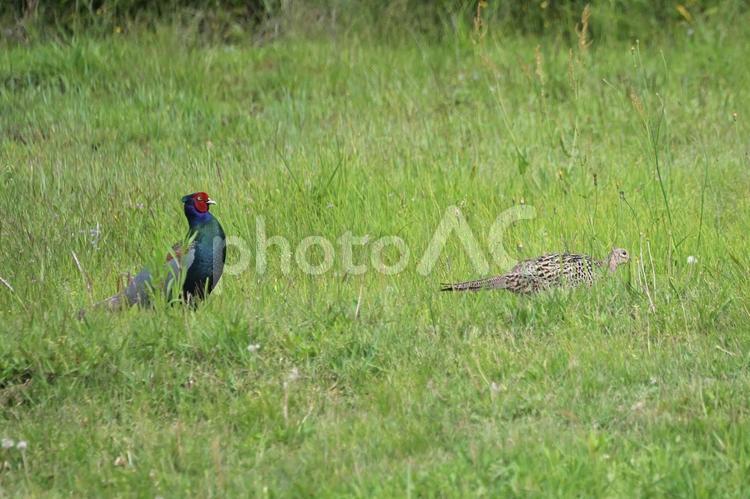 偶然にメスを護衛するオスの雉がいた キジ,カラフルなオス,野鳥の写真素材