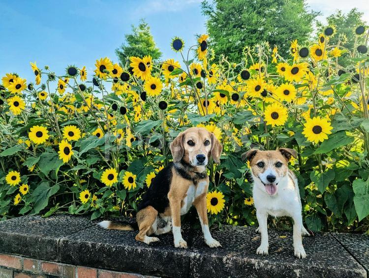 ひまわり畑での1枚 犬,ビーグル,ジャックラッセルテリアの写真素材