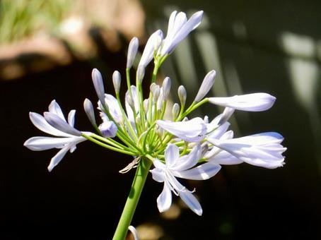 Photo, agapanthus, purple clam, blue, 