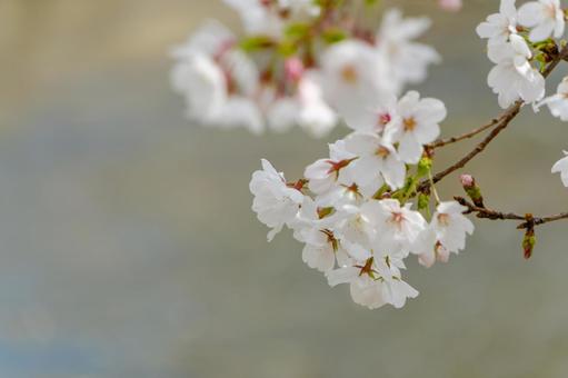 川辺に咲く桜の一枝 川辺に咲く桜の一枝の写真