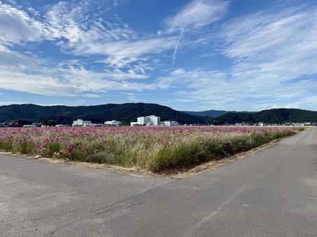 福井県 曇り空と宮ノ下コスモス公苑 福井県 曇り空と宮ノ下コスモス公苑 空,福井県,宮ノ下コスモス公苑の写真素材