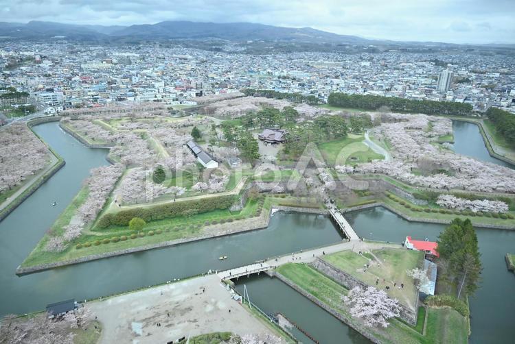 函館　五稜郭　桜 函館,五稜郭,五稜郭タワーの写真素材