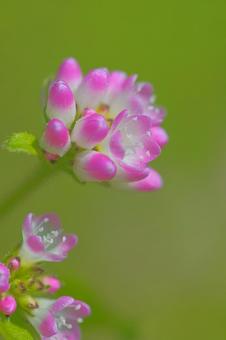 ミゾソバの写真