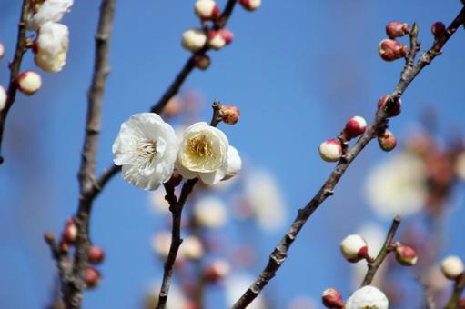 梅の花 梅の花 梅,梅の花,梅畑の写真素材