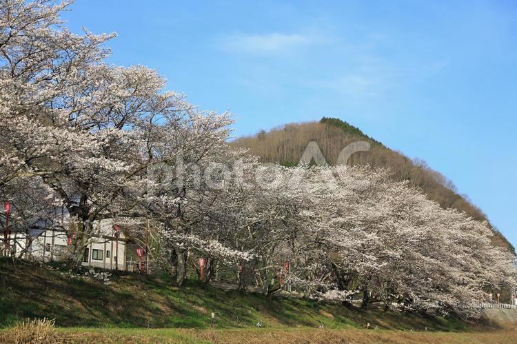桜並木 桜並木,桜,花の写真素材