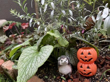 Hedgehog and pumpkin, JPG