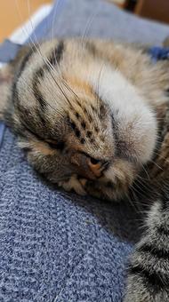 寝ている猫 キジトラ,寝ている,猫の写真素材