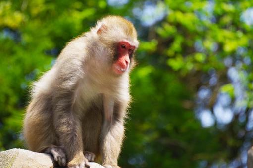 サル サル,全身,生き物の写真素材