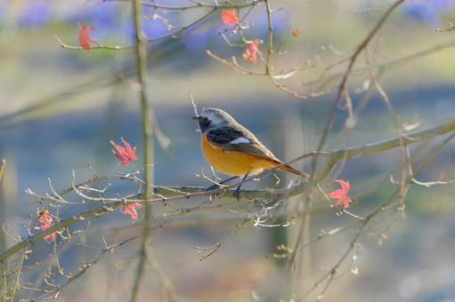 A Daurian redstart perched on a branch of autumn leaves, JPG A Daurian redstart perched on a branch of autumn leaves, JPG