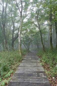 霧に包まれる森の木道 霧に包まれる森の木道 木道,散策路,遊歩道の写真素材