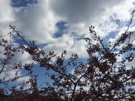 桜 桜の写真