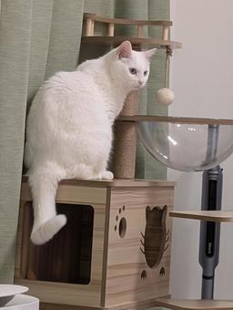 キャットタワーに乗る白猫 白猫,猫,キャットタワーの写真素材