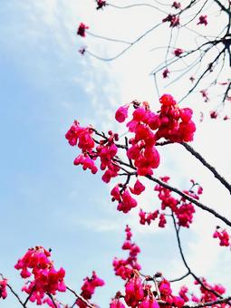 寒緋桜と空 寒緋桜と空の写真