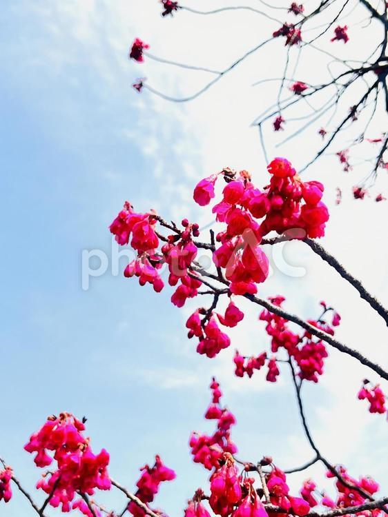 寒緋桜と空 カンヒザクラ,赤い花,花の写真素材