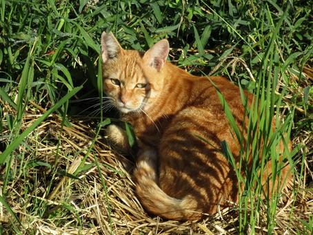 ねこ 動物,かわいい,茶色の写真素材