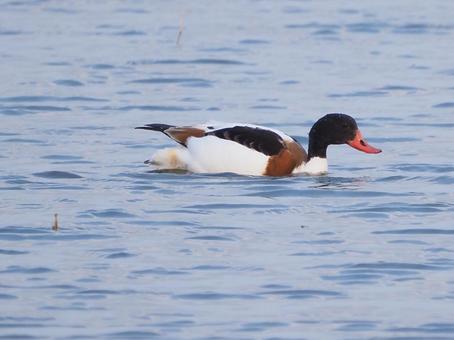 Photo, tsugarigamo, bird, chikushi duck, 